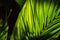 Green leaf of tropical plant photo. Decorative flora in sunlight. Palm leaf in backlight. Tropical plant abstraction