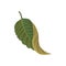 Green leaf of tropical plant, tropic botany element vector Illustration