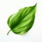 Green Leaf Vector: Organic Realism And Serene Feeling