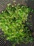 It is a green leaf vegetable called Fenugreek