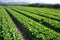 Green leaf Vegetable fields