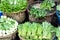 Green leaf vegetable in market