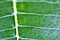 Green Leaf Veins Details