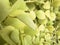 green leaf on vertical garden