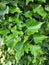 Green leaf vines around tree