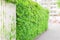 Green leaf wall and white battens door.