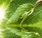 Green leaf with waredrops reflected in the water