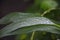 Green leaf with water drop for background texture