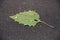 Green leaf with water droplets on a textured deck