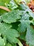 Green leaf with water drops