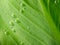 Green leaf with water drops. Nature background