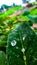 A green leaf with water drops on it and selective blur and bokeh effect.