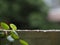 Green, leaf, weeds, closeup