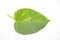Green leaf on white background plant tree forest nature