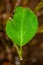 A green leaf wit drying the edges