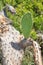 Green leaf in withered cactus opuntia ficus-indica