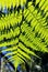 Green leaf of wood fern under sunlight