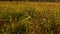 Green leaf on yellow autumn grass. Bright contrasting tree leaves swinging on the wind in a park. Colorful fall sunlight.