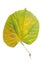 Green leaf with yellow stain from tree ecology organic isolated