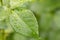 green leaf of young rose with water drops