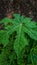 Green leafed plant tree spinach, Chaya Cnidoscolus aconitifolius portrait