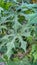 Green leafed plant tree spinach, Chaya Cnidoscolus aconitifolius portrait