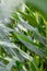 green leafes on a corn field