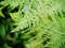 Green leafes green background with rainforest plants