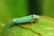 Green Leafhopper Bug Graphocephala atropunctata blue-green sharpshooter bug
