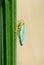 Green leafhopper (Cicadella viridis)