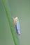 Green leafhopper, Cicadella viridis