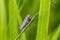 Green leafhopper, Cicadella viridis, on stem.