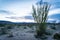 Green, leafing Ocotillo plant cactus at sunset. Taken in Joshua Tree National Park in California, at the Ocotillo Patch area