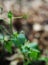 Green leafs of creeping chayote fruit plant