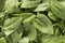 Green leafs fresh spinach spinacia oleracea