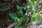 Green leafs and a log