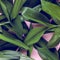 Green leafs on pink background. Flat lay, top, view, punchy pastel, duo tone.