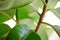 Green Leafs of Pipal Plant on White Background