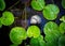 Green leafs and shell on lake water