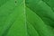 Green leaft detail texture