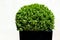 Green leafy artificial oval form bush.