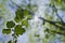 A green leafy branch under the trees