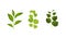 Green Leafy Branches and Foliage with Stem and Veins or Fibers Vector Set