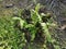 Green leafy brittle bladder fern
