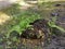 Green leafy brittle bladder fern