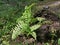 Green leafy brittle bladder fern