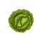 Green leafy cabbage head isolated veggie vegetable