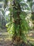 Green leafy nephrolepis biserrata fern