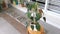 The green leafy philodendron micans houseplant