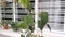 The green leafy philodendron micans houseplant